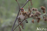 European Goldfinch (Carduelis carduelis)