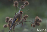 European Goldfinch (Carduelis carduelis)