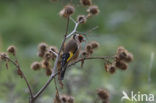 European Goldfinch (Carduelis carduelis)