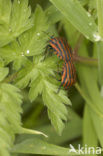 black and red striped bug (Graphosoma lineatum