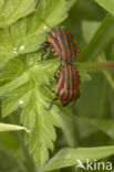 black and red striped bug (Graphosoma lineatum