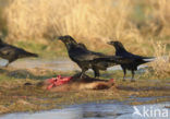 Raaf (Corvus corax) 