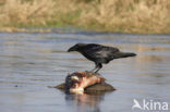 Raaf (Corvus corax) 