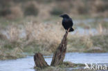 Common Raven (Corvus corax)