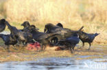 Raaf (Corvus corax) 