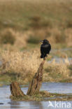 Raaf (Corvus corax) 