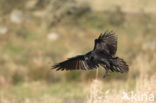 Raaf (Corvus corax) 