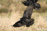 Raaf (Corvus corax) 