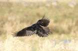 Raaf (Corvus corax) 