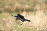 Raaf (Corvus corax) 