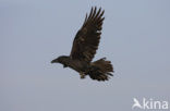 Raaf (Corvus corax) 