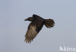 Raaf (Corvus corax) 