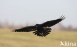 Raaf (Corvus corax) 