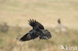 Raaf (Corvus corax) 