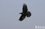 Common Raven (Corvus corax)