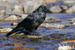 Raaf (Corvus corax) 