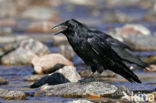 Raaf (Corvus corax) 