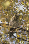 Long-eared Owl (Asio otus)