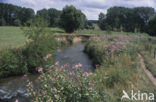 Reuzenbalsemien (Impatiens glandulifera)