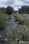 Reuzenbalsemien (Impatiens glandulifera)