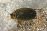 Rhantus frontalis