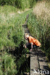 Riet (Phragmites australis)