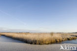 Common Reed (Phragmites australis)