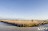 Riet (Phragmites australis)