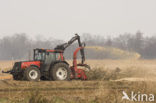 Riet (Phragmites australis)