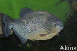 Rode piranha (Pygocentrus nattereri)
