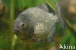 Rode piranha (Pygocentrus nattereri)