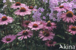eastern purple coneflower (Echinacea purpurea)