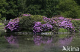 Rododendron (Rhododendron)