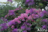 Rhododendron