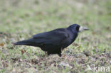 Roek (Corvus frugilegus)