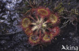 Ronde zonnedauw (Drosera rotundifolia) 