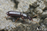 Roodbruine Graver (Clivina fossor)