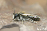 Roodbuikje (Andrena ventralis)