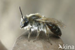 Roodbuikje (Andrena ventralis)