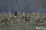 Roodhalsgans (Branta ruficollis) 