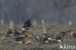 Roodhalsgans (Branta ruficollis) 