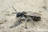 Roodscheen-zandbij (Andrena ruficrus)