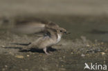 Rotszwaluw (Hirundo rupestris)