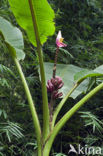 roze dwerg banaan (Musa velutina)