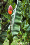 roze dwerg banaan (Musa velutina)