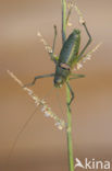 Sabelsprinkhaan (Uromenus rugosicollis)