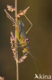 Sabelsprinkhaan (Uromenus rugosicollis)