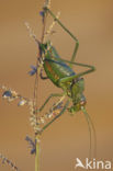 Sabelsprinkhaan (Uromenus rugosicollis)