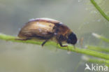 scavenger waterbeetle (Enochrus testaceus)