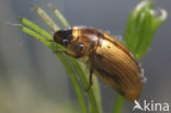 scavenger waterbeetle (Enochrus testaceus)